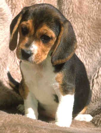 beagle_p.jpg