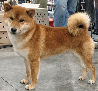 shiba_inu_h04.jpg